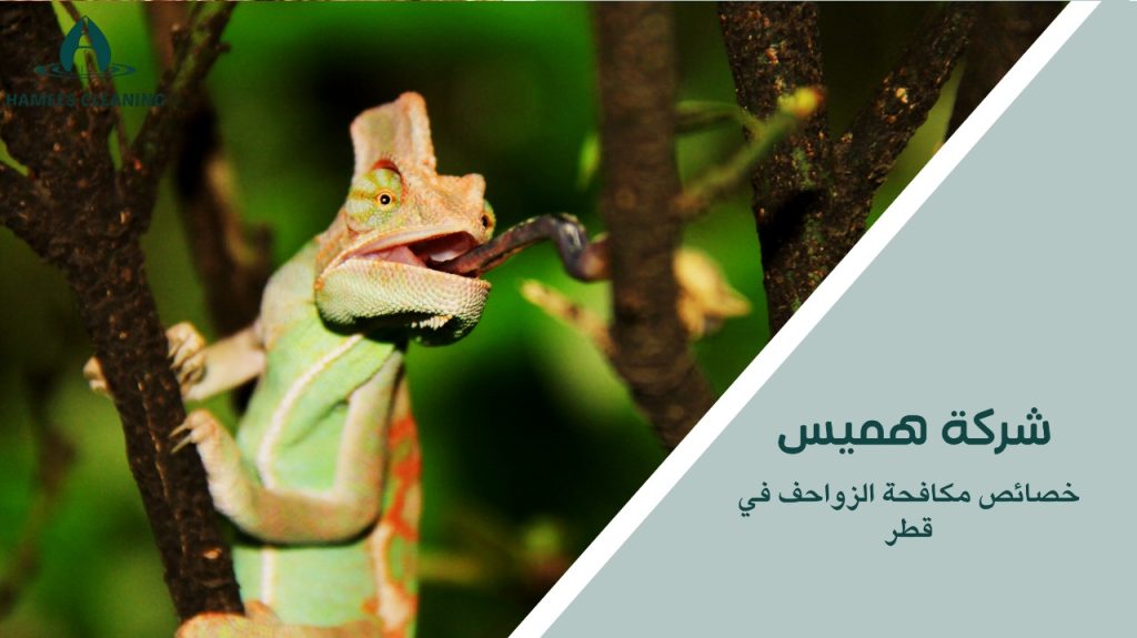 مكافحة الزواحف في قطر