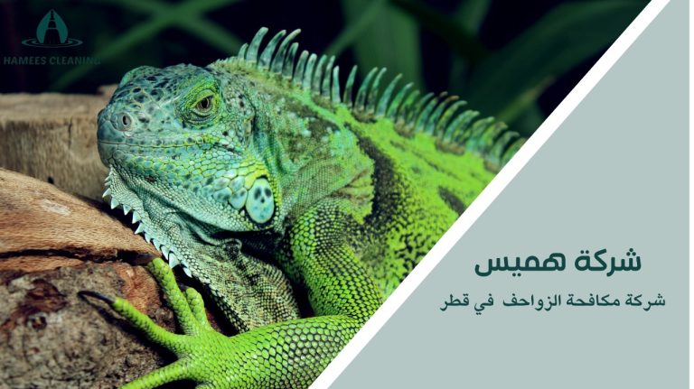 مكافحة الزواحف في قطر