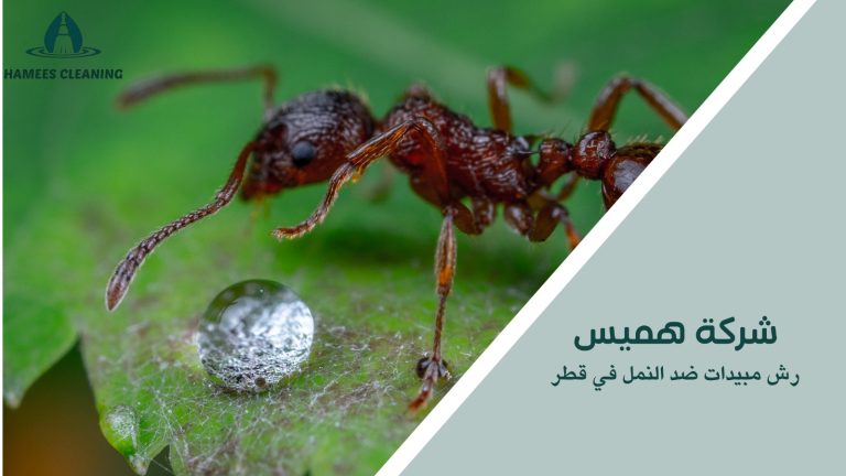 رش مبيدات ضد النمل في قطر