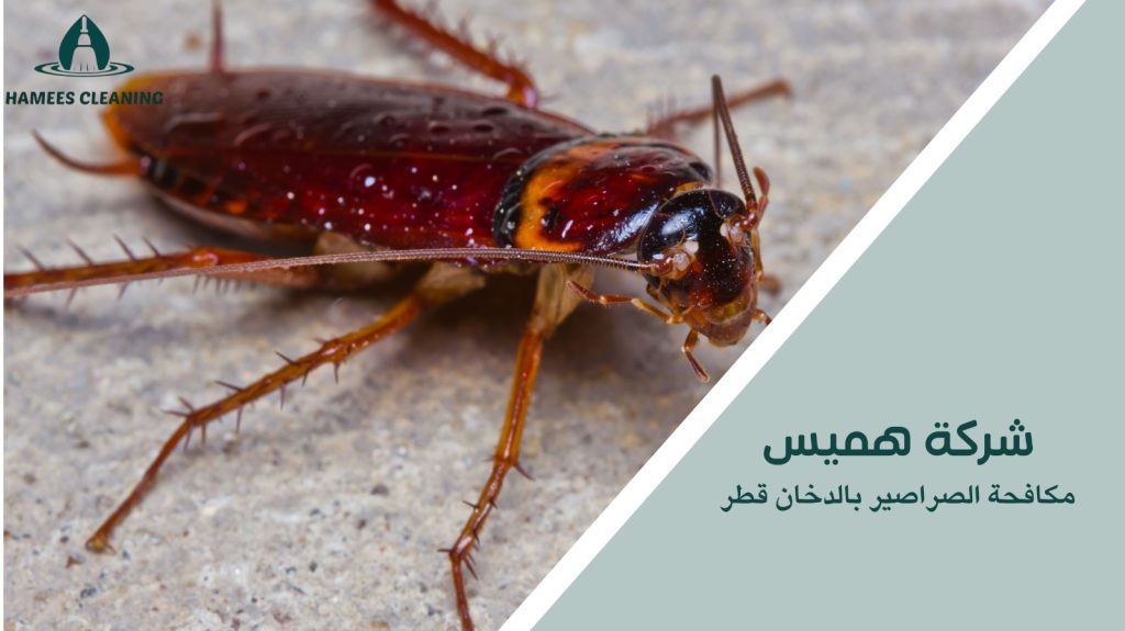 مكافحة الصراصير بالدخان قطر