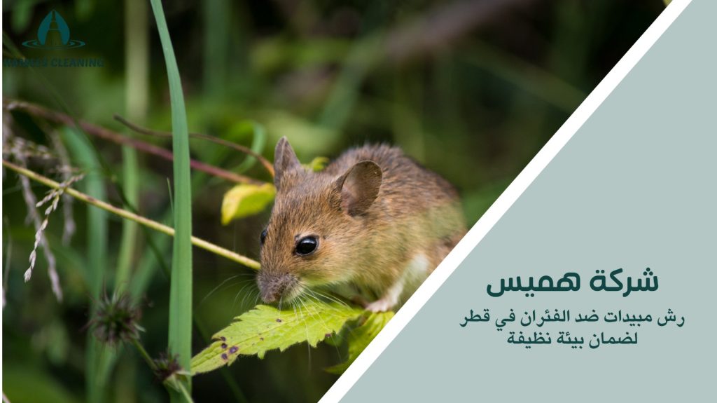 رش مبيدات ضد الفئران في قطر