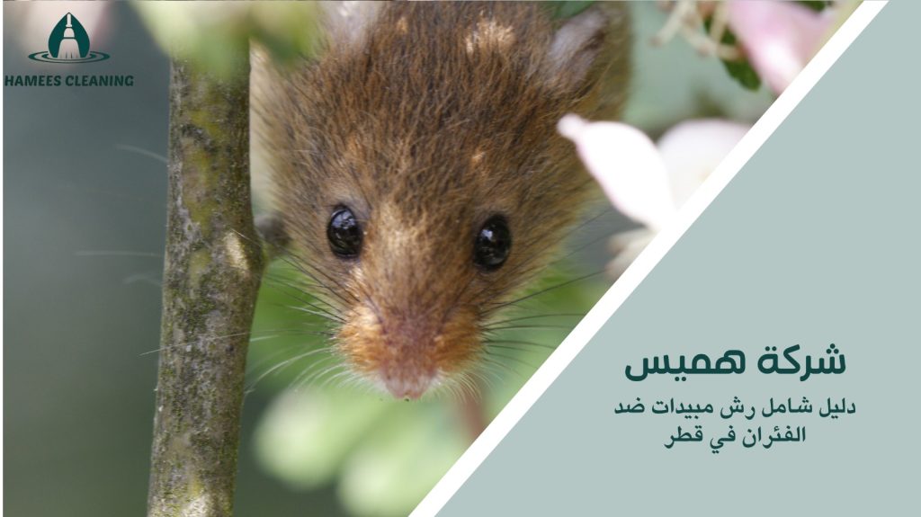 رش مبيدات ضد الفئران في قطر