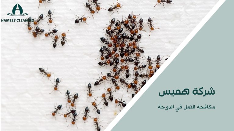 مكافحة النمل في الدوحة