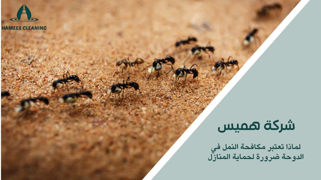 مكافحة النمل في الدوحة