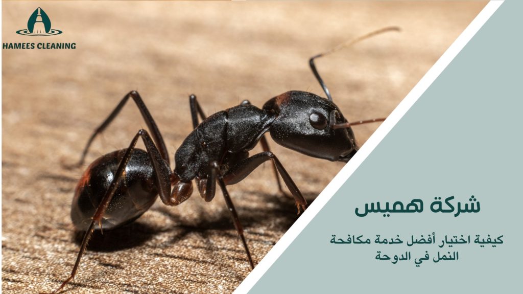 مكافحة النمل في الدوحة