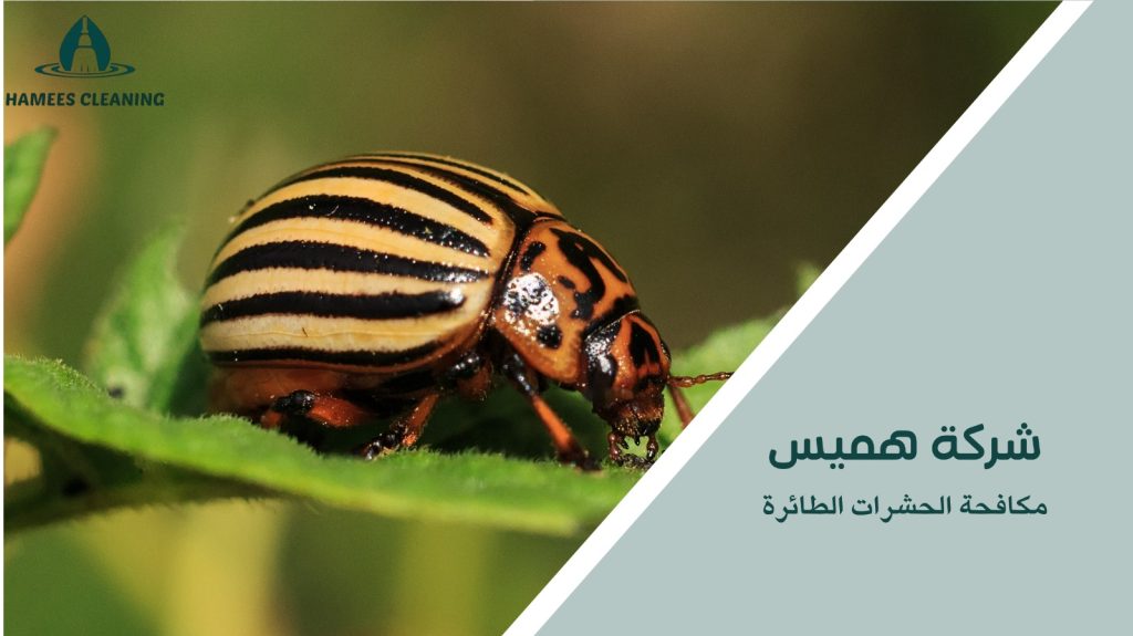 مكافحة حشرات في قطر