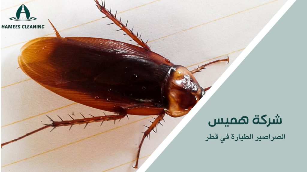 مكافحة الصراصير في قطر