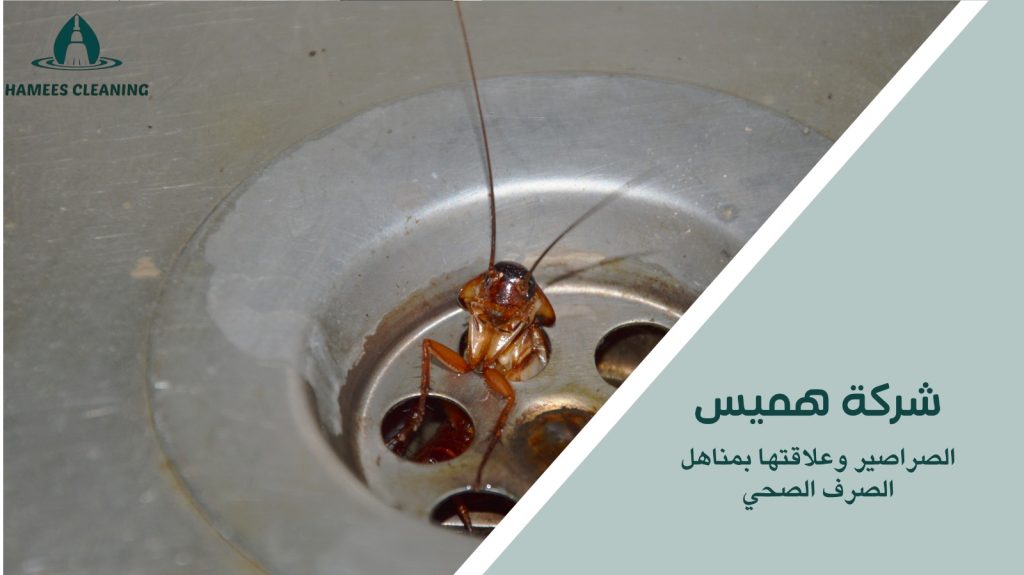 مكافحة الصراصير في قطر