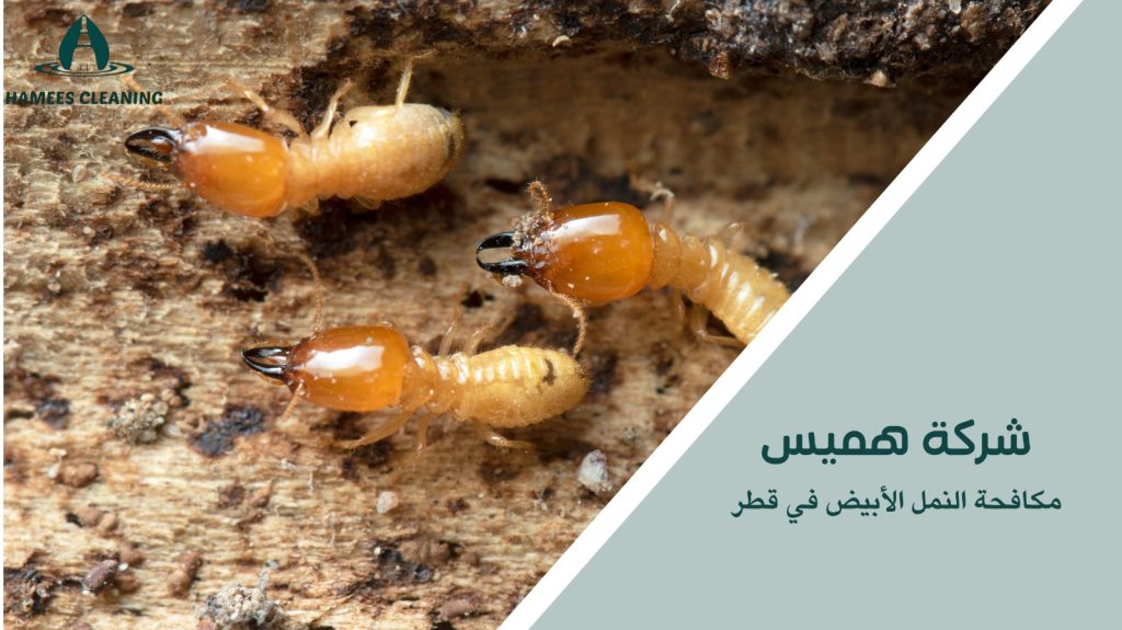 مكافحة النمل الأبيض في قطر