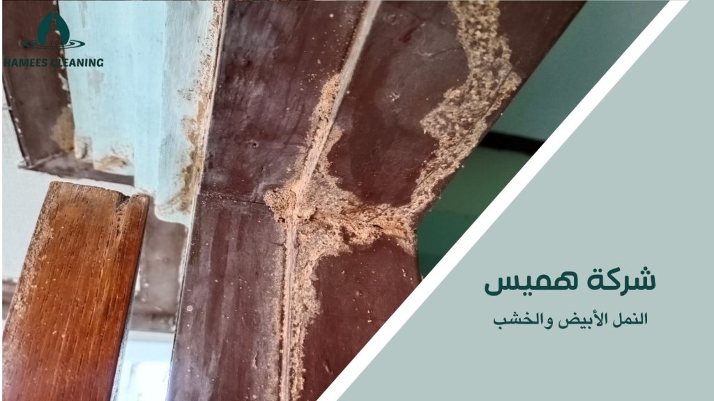  مكافحة النمل الأبيض في قطر