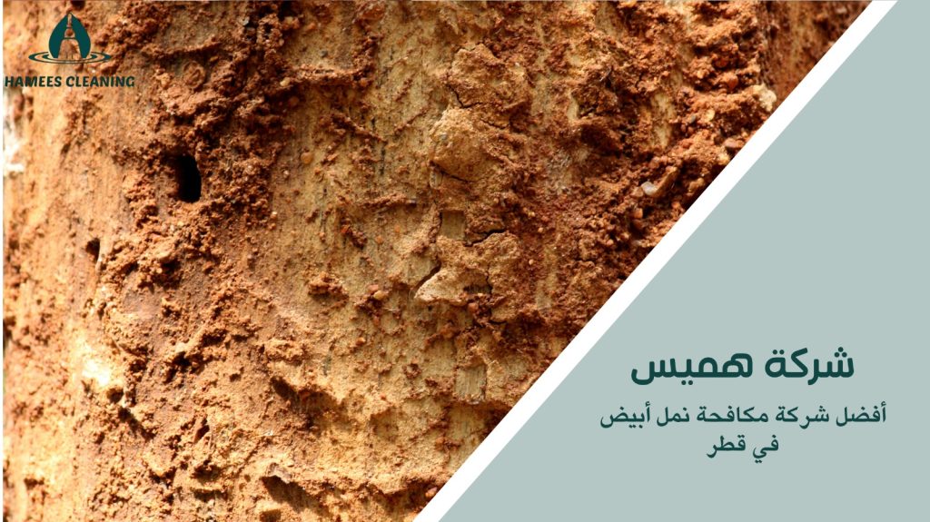  مكافحة النمل الأبيض في قطر