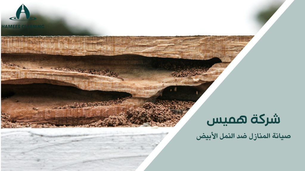  مكافحة النمل الأبيض في قطر