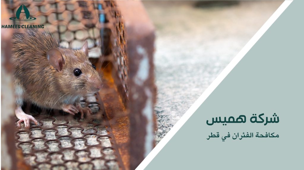 خدمات مكافحة الفئران بسرعة في قطر