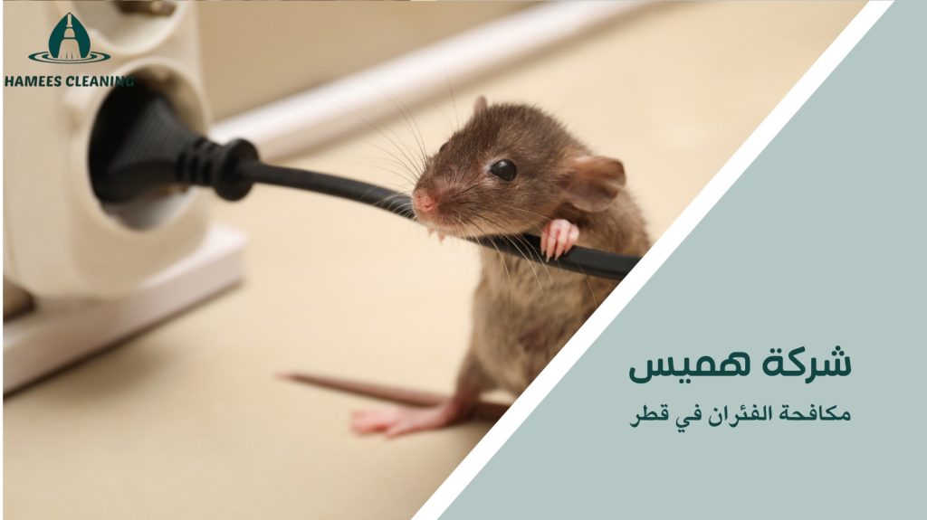مكافحة الفئران بأحدث الطرق في قطر