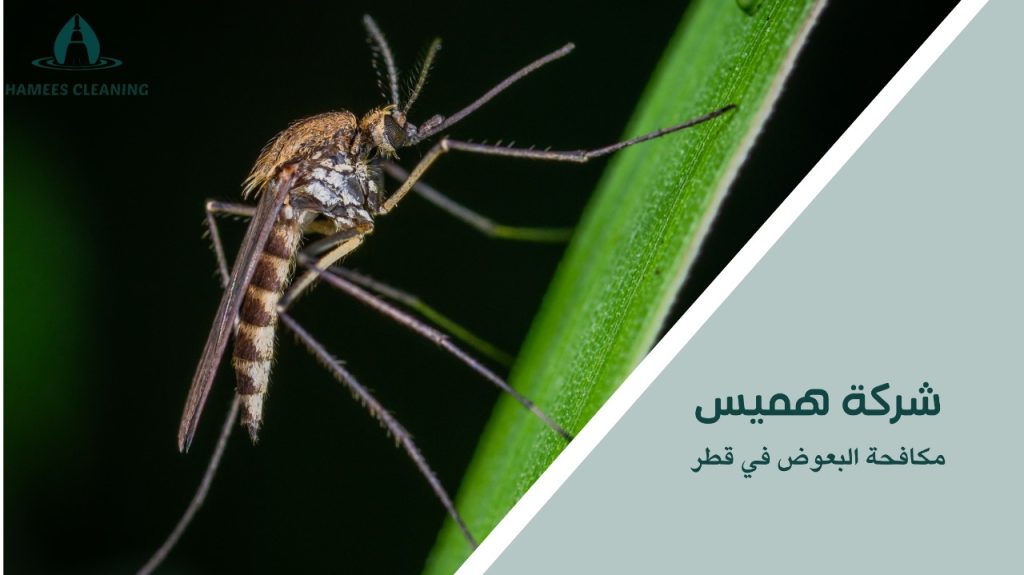 تخلص من البعوض المزعج بخدماتنا المتخصصة في قطر