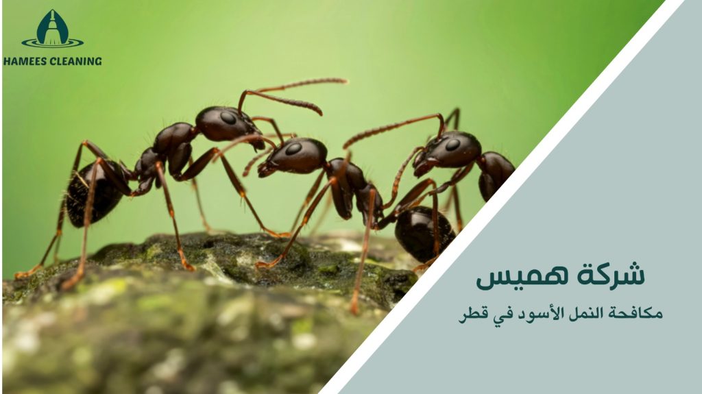 خطوات مكافحة النمل الأسود في قطر