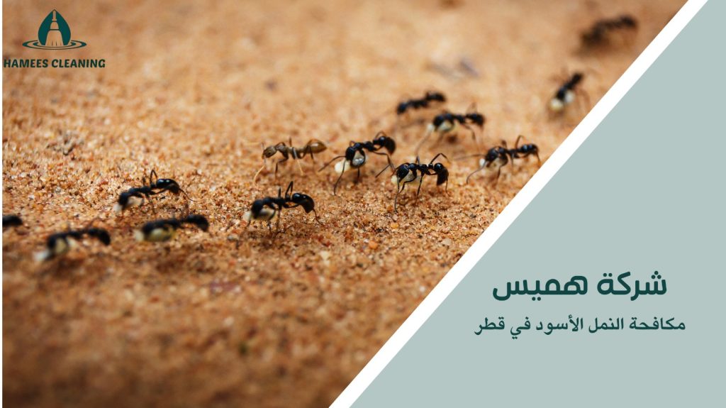 مكافحة النمل الأسود في قطر