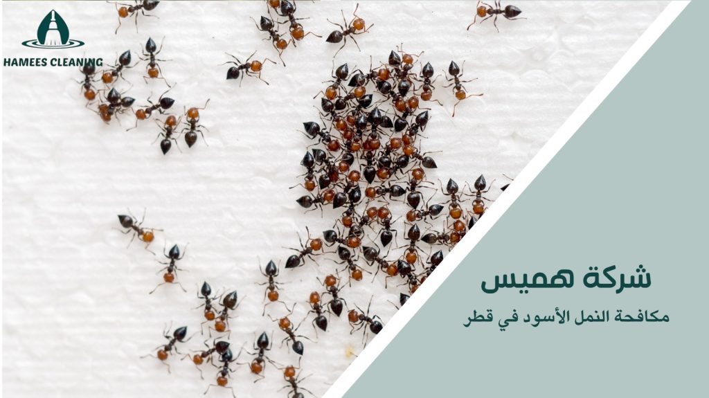 مميزات خدمات مكافحة النمل الأسود في قطر