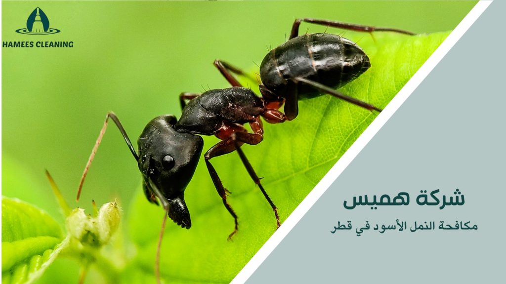 أخطاء شائعة في مكافحة النمل الأسود في قطر