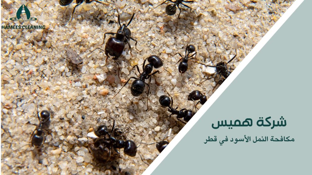 مكافحة النمل الأسود في قطر