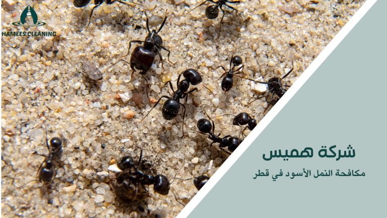 مكافحة النمل الأسود في قطر