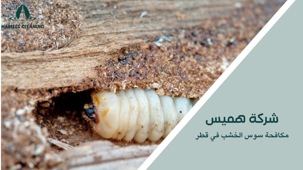 خدمات مكافحة سوس الخشب في قطر