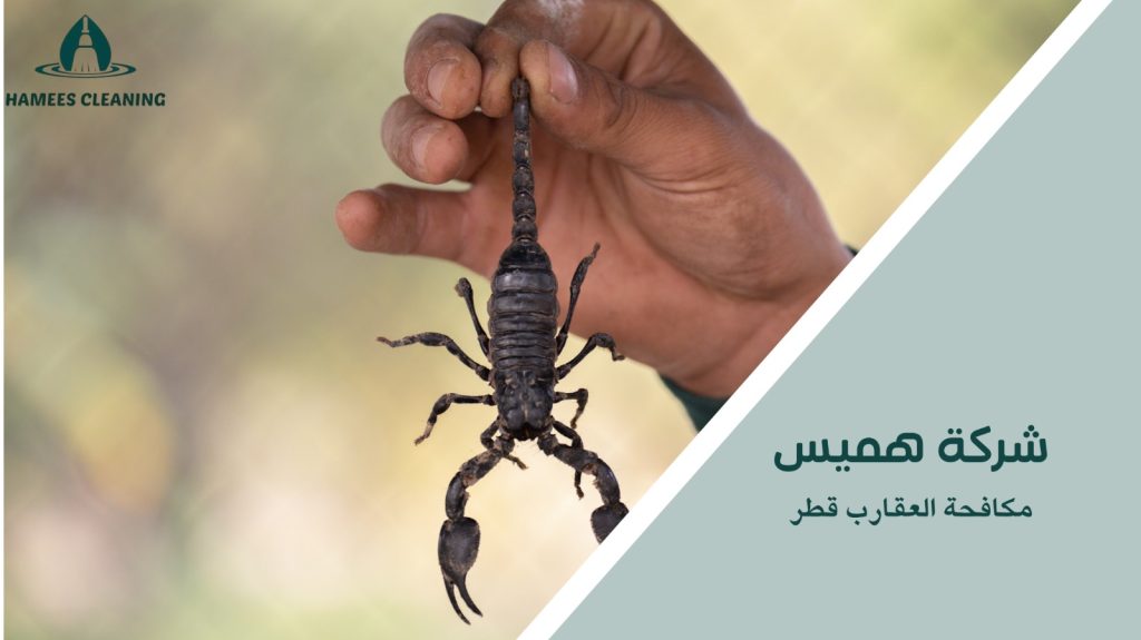 مكافحة العقارب قطر