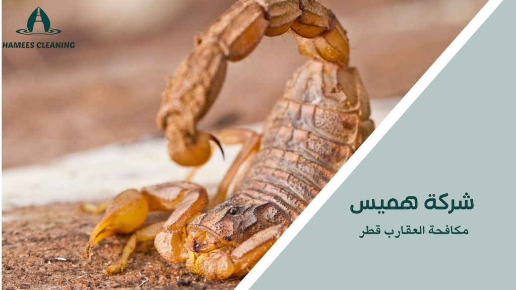خطوات مكافحة العقارب قطر