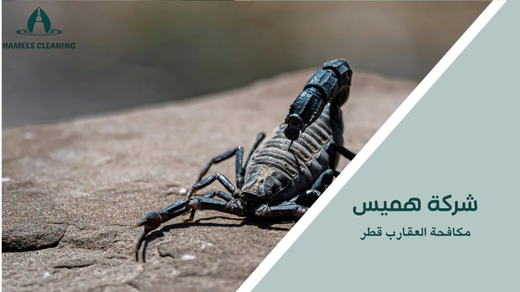 نصائح مكافحة العقارب في قطر