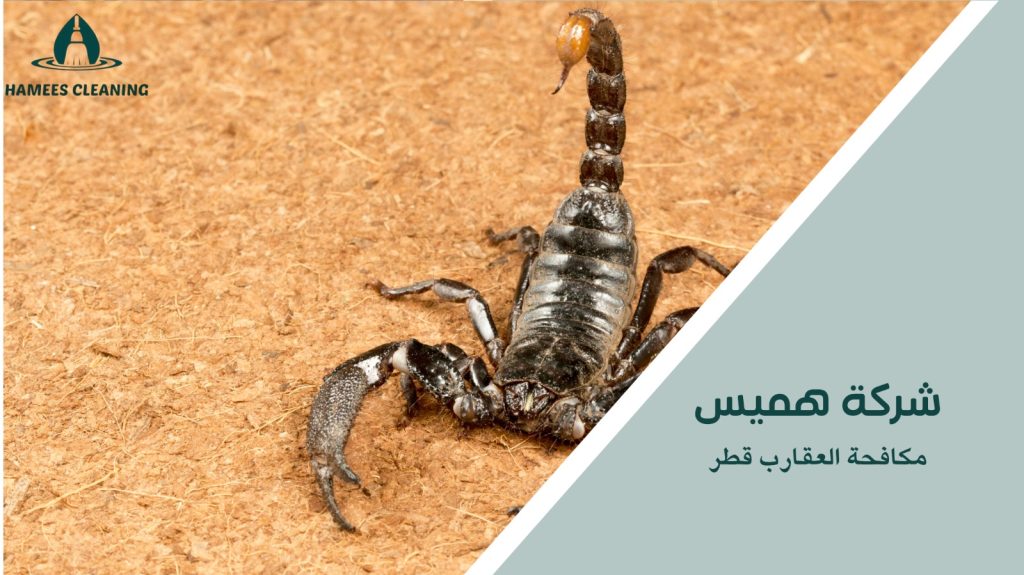 كيفية تجنب الأخطاء أثناء مكافحة العقارب قطر
