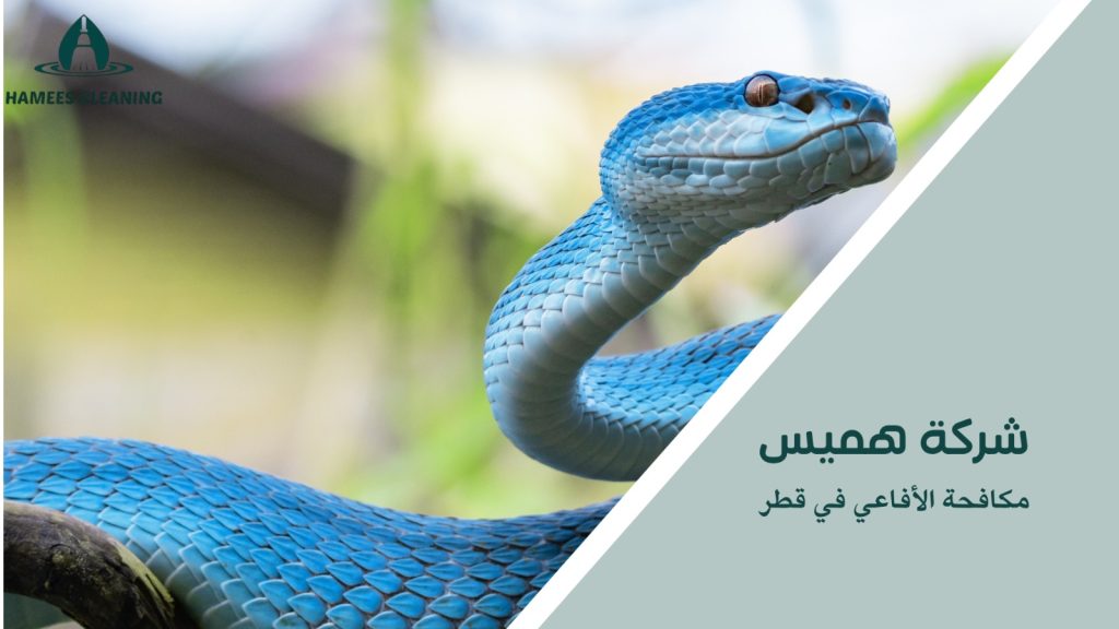 كيفية تجنب الأخطاء أثناء مكافحة الأفاعي في قطر
