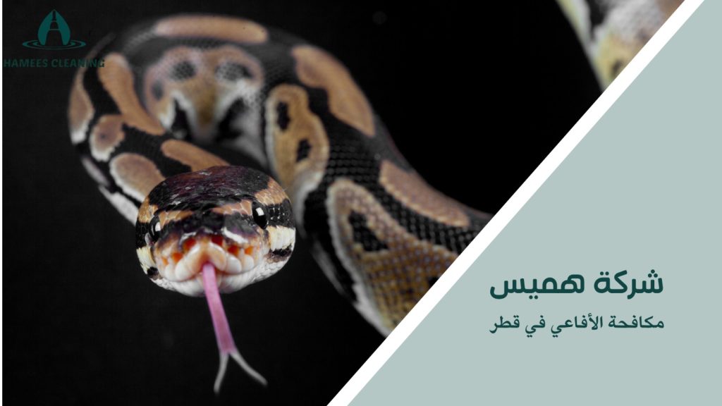 نصائح مكافحة الأفاعي في قطر