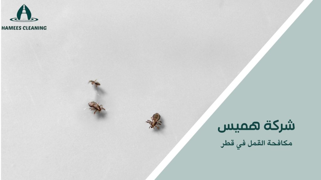 خطوات مكافحة القمل في قطر
