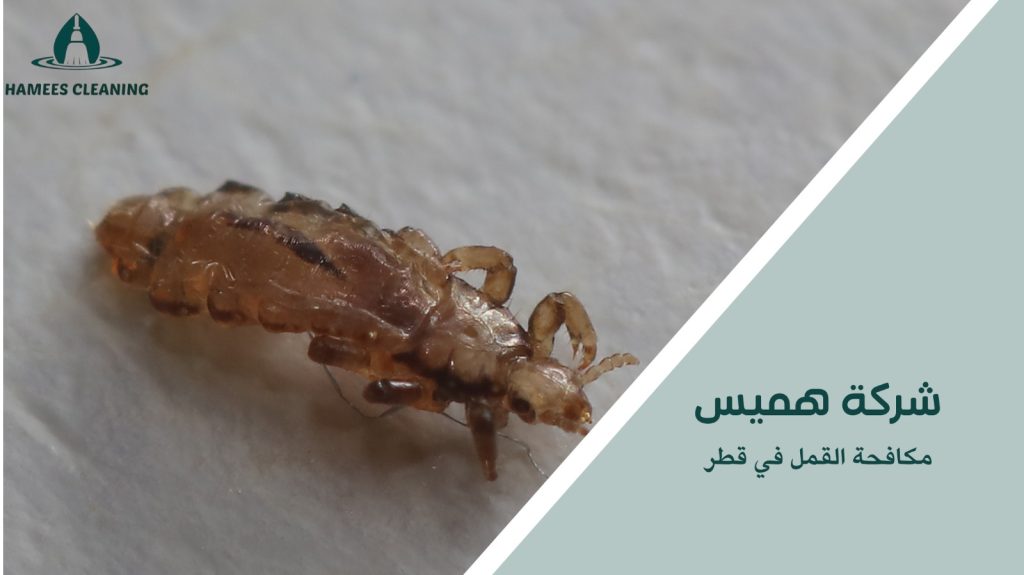 مميزات مكافحة القمل في قطر