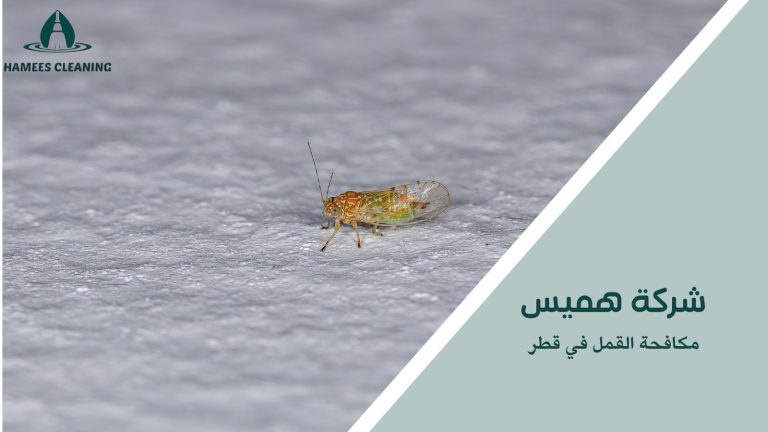  مكافحة القمل في قطر