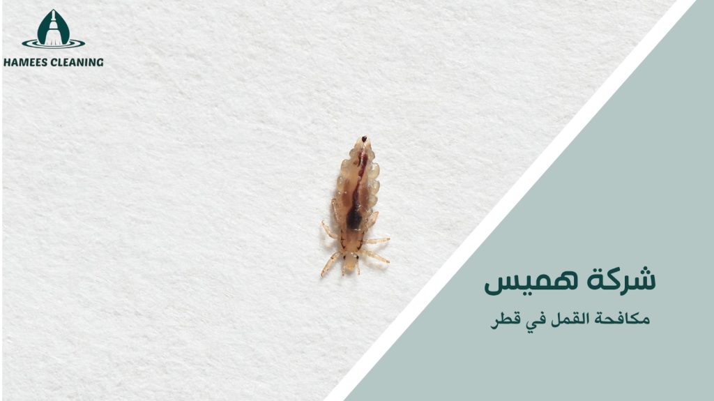 نصائح مكافحة القمل في قطر