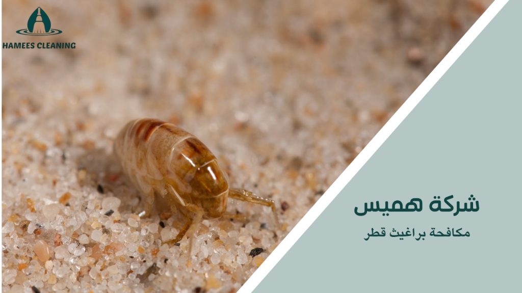 مكافحة براغيث قطر