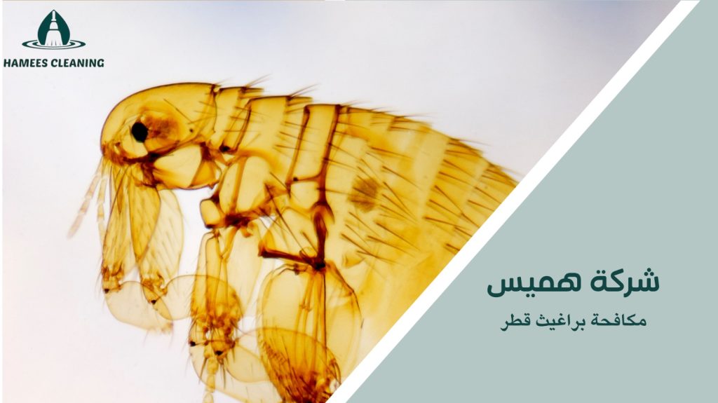 كيفية تجنب الأخطاء أثناء مكافحة براغيث قطر