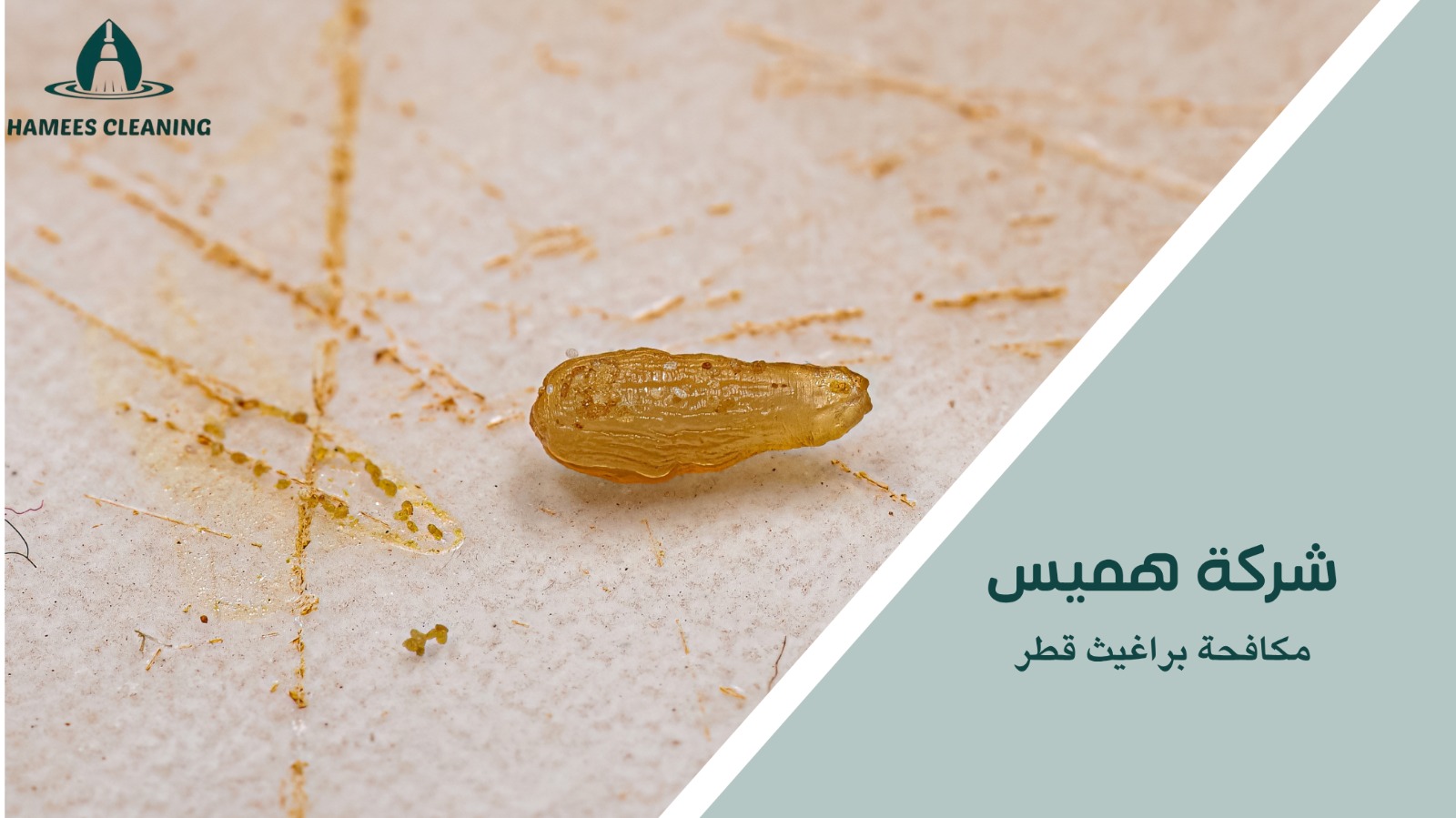 كيفية اختيار شركة مناسبة لـ مكافحة براغيث قطر