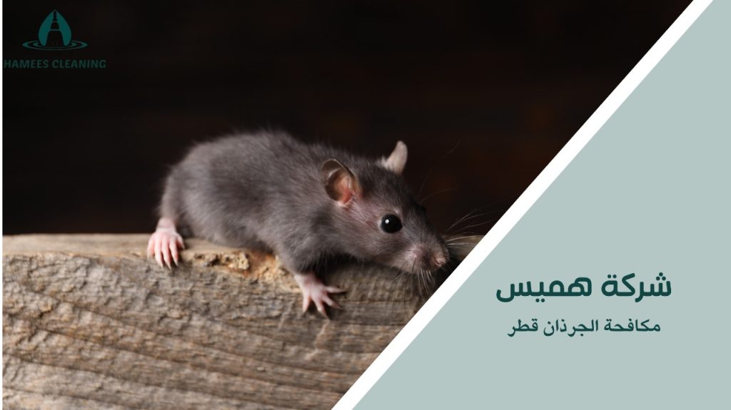   مكافحة الجرذان قطر