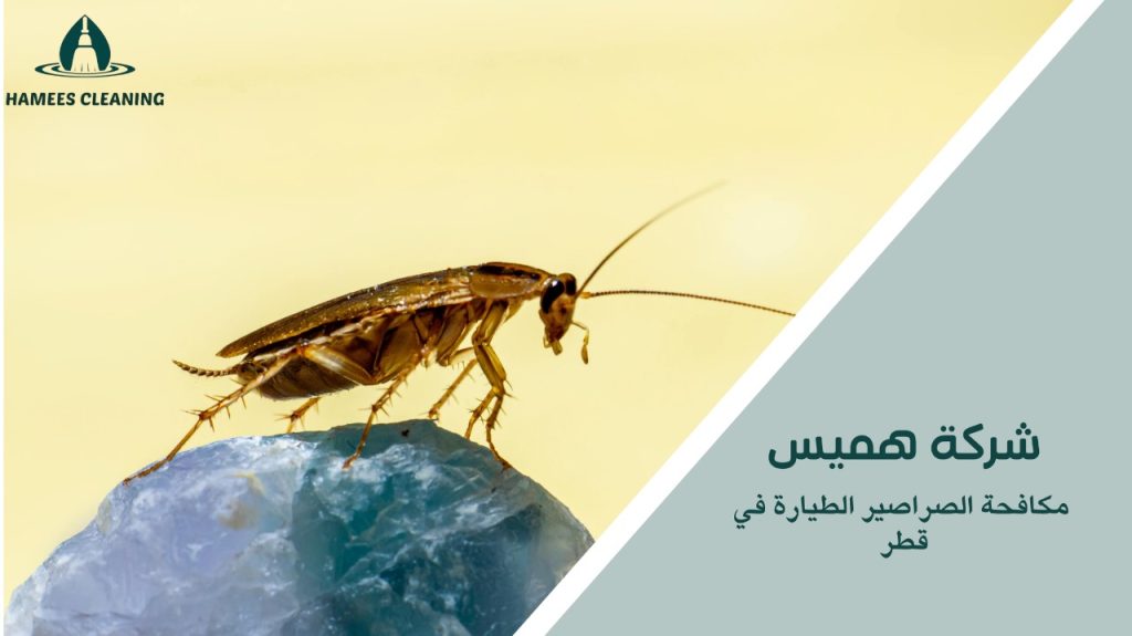مميزات مكافحة الصراصير الطيارة في قطر