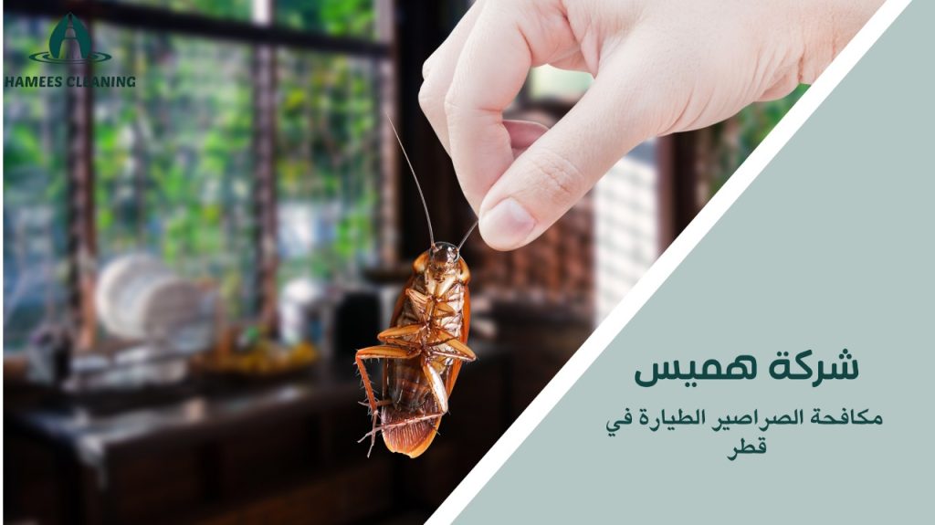 كيفية تجنب أخطاء مكافحة الصراصير الطيارة في قطر