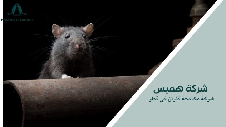 شركة مكافحة فئران في قطر