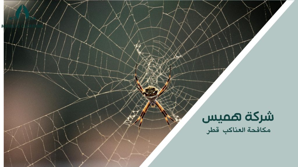 كيفية تجنب أخطاء مكافحة العناكب قطر
