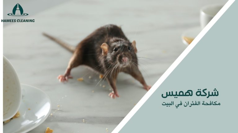 مكافحة الفئران في البيت