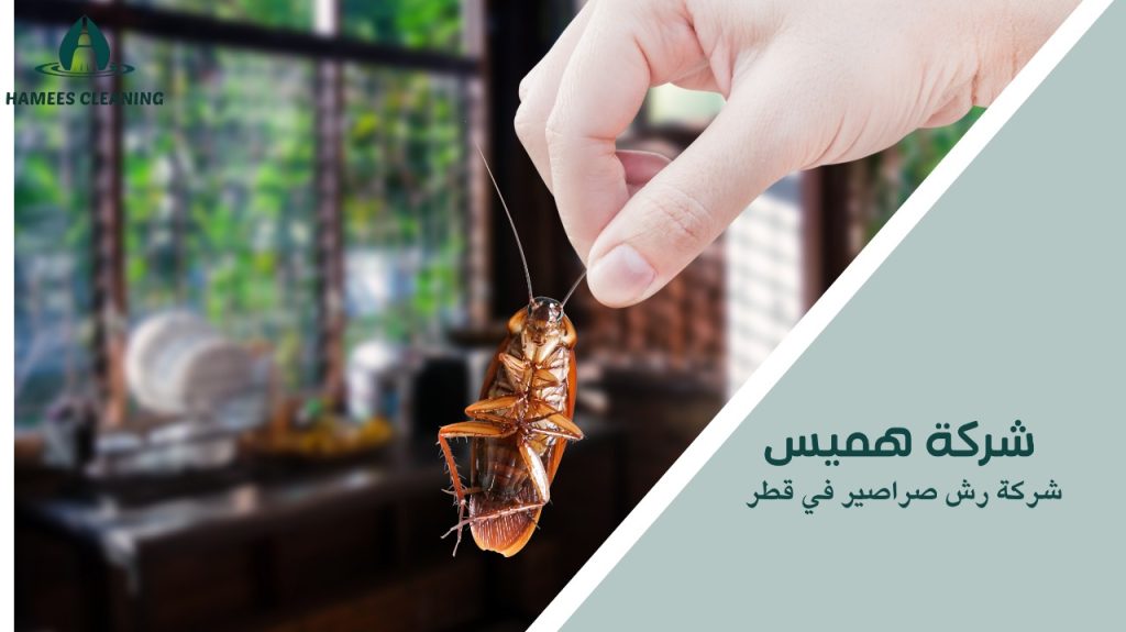 شركة رش صراصير في قطر