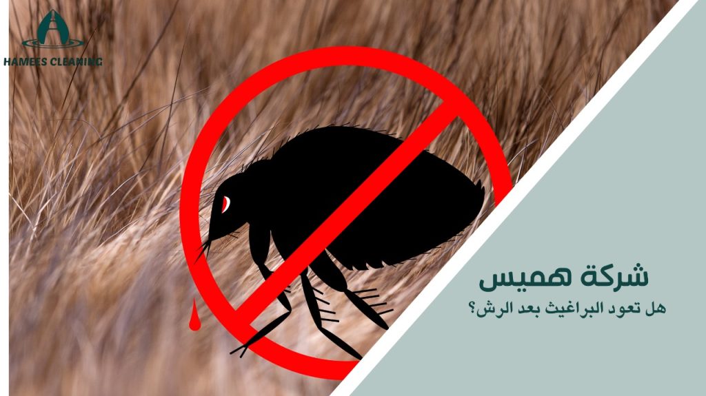 هل تعود البراغيث بعد الرش؟