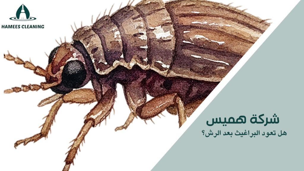 هل تعود البراغيث بعد الرش؟