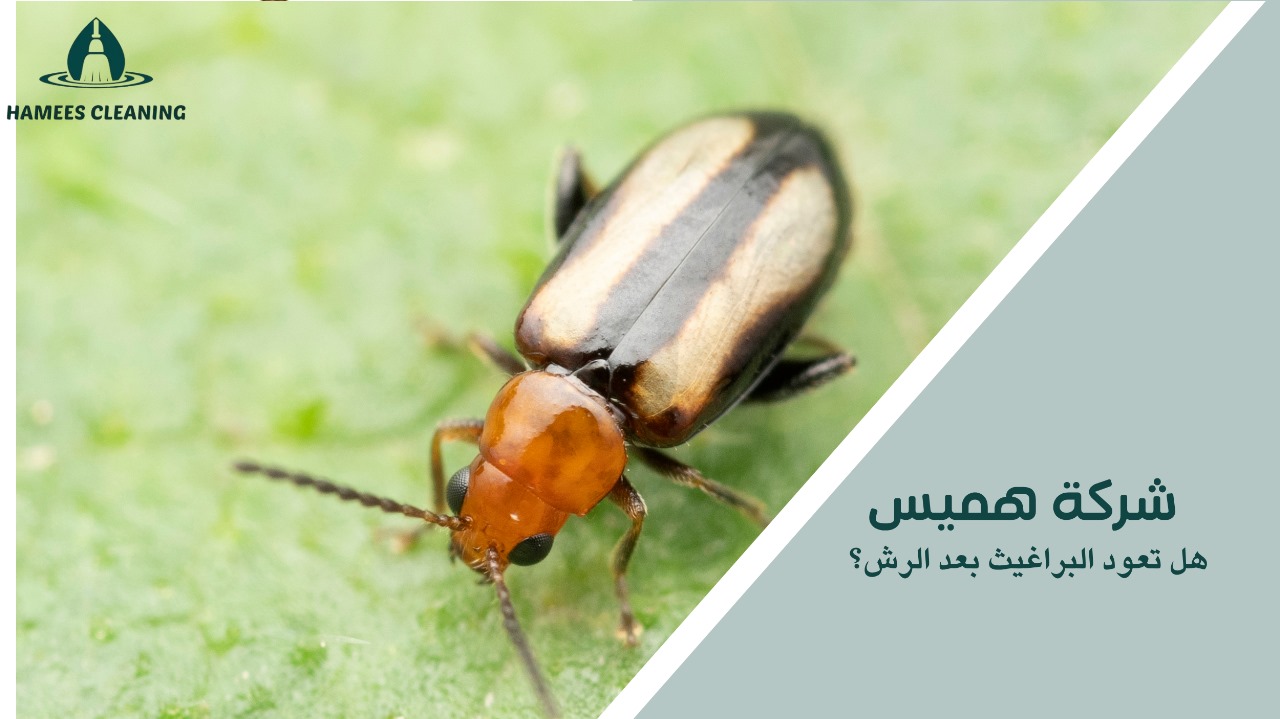 هل تعود البراغيث بعد الرش؟