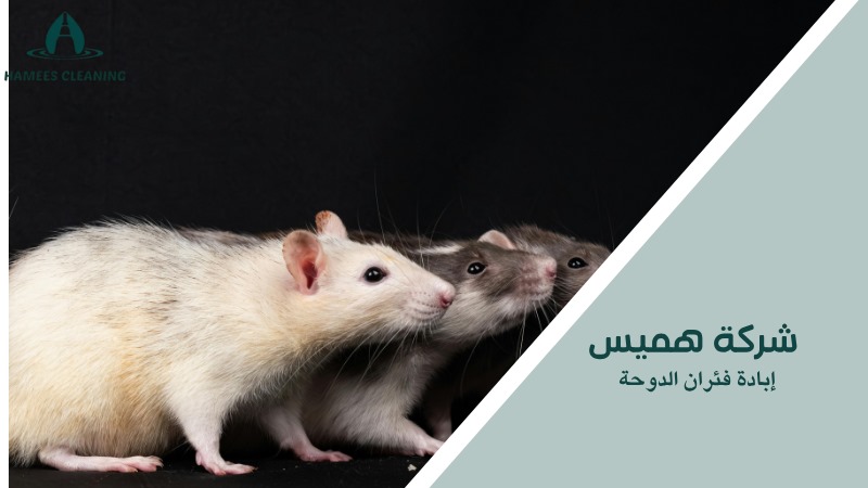 إبادة فئران الدوحة